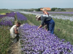Hybriding Iris